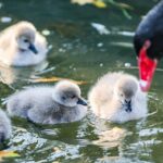 Newborn Black Swans Delight Visitors in Hebei's Jize County