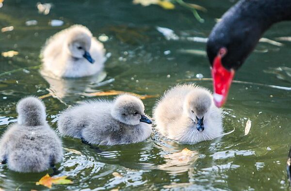 Newborn_Black_Swans_Delight_Visitors_in_Hebeis_Jize_County - Khabar Asia Newborn Black Swans Delight Visitors in Hebei's Jize County