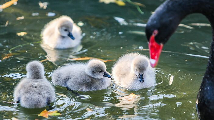 Newborn_Black_Swans_Delight_Visitors_in_Hebeis_Jize_County - Khabar Asia Newborn Black Swans Delight Visitors in Hebei's Jize County