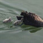 Newborn Cygnets Begin Life Journey in Beijing's Old Summer Palace