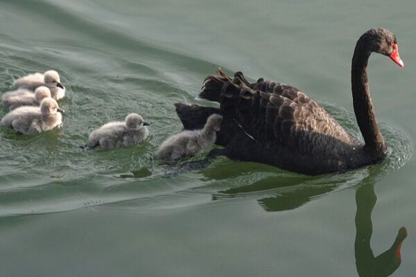 Newborn Cygnets Begin Life Journey in Beijing’s Old Summer Palace Newborn Cygnets Begin Life Journey in Beijing's Old Summer Palace
