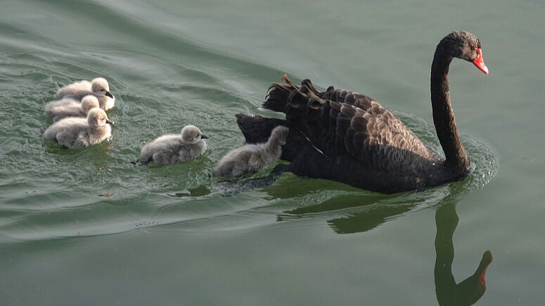 Newborn_Cygnets_Begin_Life_Journey_in_Beijings_Old_Summer_Palace - Khabar Asia Newborn Cygnets Begin Life Journey in Beijing's Old Summer Palace