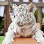 Newborn White Tiger Cubs Delight Visitors at Guangzhou Chimelong Safari Park