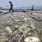 Ningde's Sustainable Fish Farming Rescues Declining Large Yellow Croaker Population