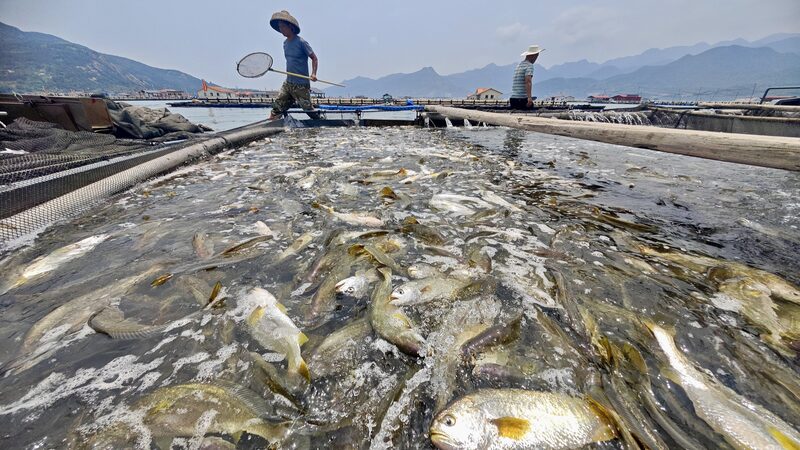 Ningdes_Sustainable_Fish_Farming_Rescues_Declining_Large_Yellow_Croaker_Population - Khabar Asia Ningde's Sustainable Fish Farming Rescues Declining Large Yellow Croaker Population