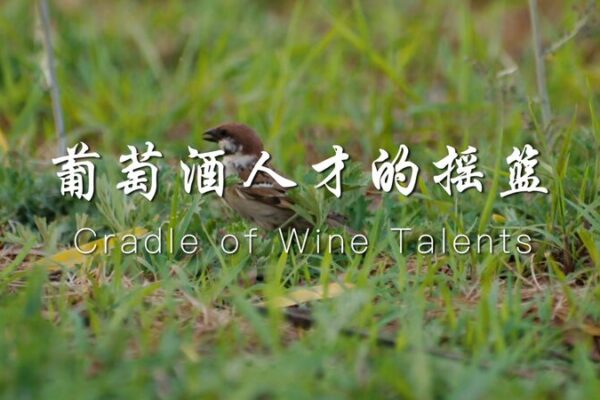 Ningxia University: Cultivating China’s Next Generation of Wine Masters Ningxia University: Cultivating China's Next Generation of Wine Masters video poster