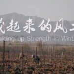 Ningxia's Sublime Wines: The 120-Day Secret of the Helan Mountains video poster