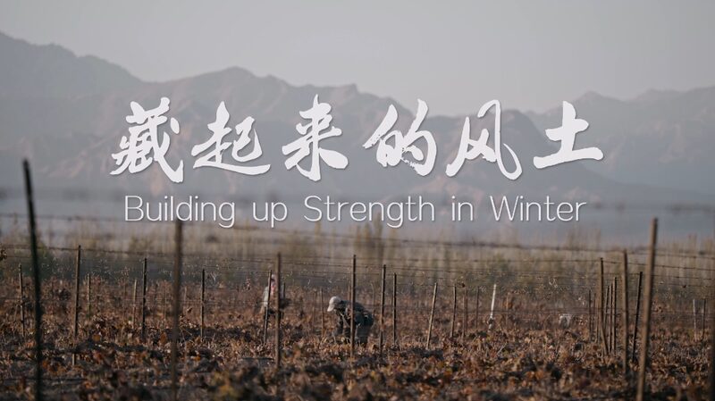 Ningxias_Sublime_Wines_The_120-Day_Secret_of_the_Helan_Mountains_poster - Khabar Asia Ningxia's Sublime Wines: The 120-Day Secret of the Helan Mountains video poster