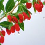 Ningxia's Wolfberry Industry Flourishes with Over 25 Billion Yuan in Output video poster