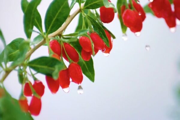 Ningxia’s Wolfberry Industry Flourishes with Over 25 Billion Yuan in Output Ningxia's Wolfberry Industry Flourishes with Over 25 Billion Yuan in Output video poster