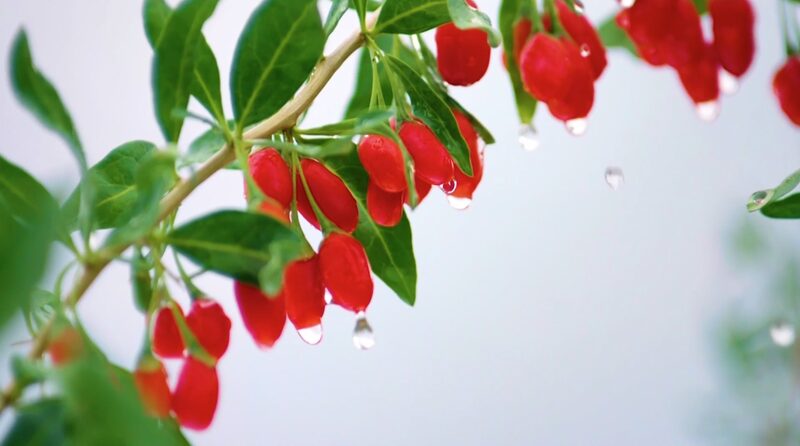 Ningxias_Wolfberry_Industry_Flourishes_with_Over_25_Billion_Yuan_in_Output_poster - Khabar Asia Ningxia's Wolfberry Industry Flourishes with Over 25 Billion Yuan in Output video poster