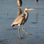 North China's Hengshui Lake Releases First All-Season Bird-Watching Map