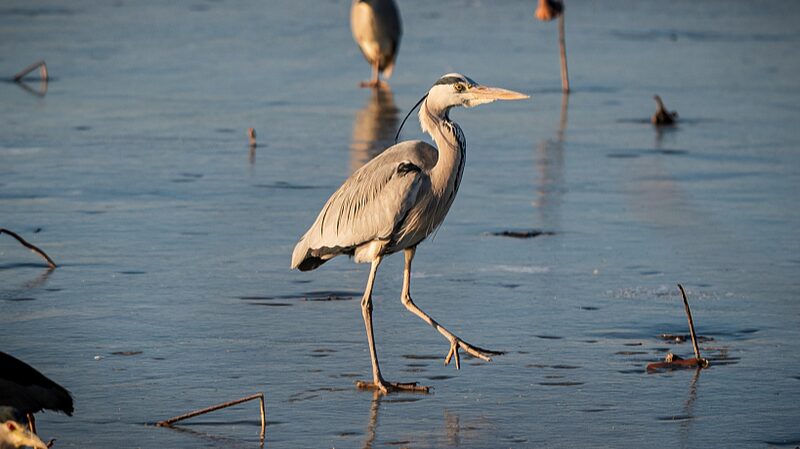North_Chinas_Hengshui_Lake_Releases_First_All-Season_Bird-Watching_Map - Khabar Asia North China's Hengshui Lake Releases First All-Season Bird-Watching Map