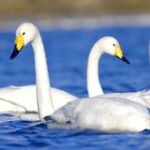 Northern China's Coastline Springs to Life with the Arrival of Spring video poster