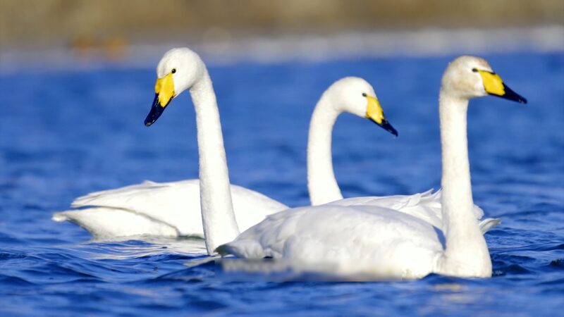 Northern China's Coastline Springs to Life with the Arrival of Spring video poster