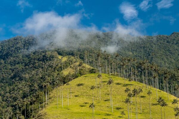 Norway Allocates $20 Million to Support Colombia’s Fight Against Deforestation Norway_Allocates__20_Million_to_Support_Colombia_s_Fight_Against_Deforestation