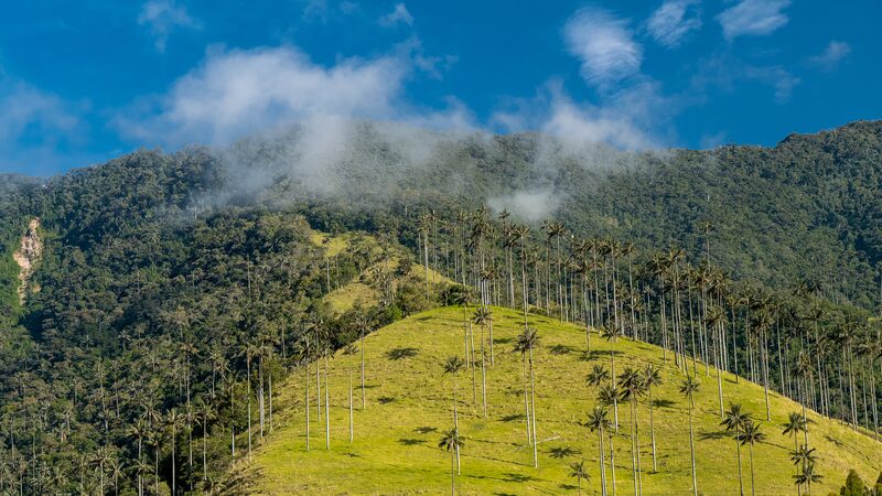 Norway_Allocates__20_Million_to_Support_Colombia_s_Fight_Against_Deforestation - Khabar Asia Norway_Allocates__20_Million_to_Support_Colombia_s_Fight_Against_Deforestation