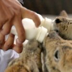 Nurturing_Hope__Tibetan_Antelope_Calves_Thrive_in_Hoh_Xil video poster