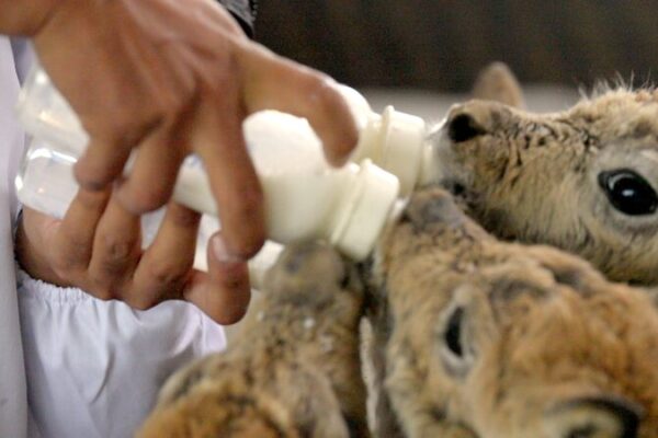 Nurturing_Hope__Tibetan_Antelope_Calves_Thrive_in_Hoh_Xil video poster