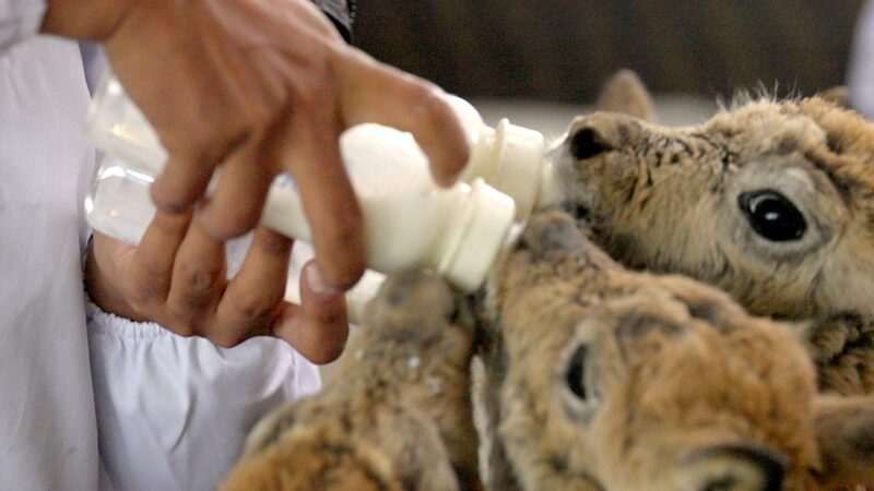 Nurturing_Hope__Tibetan_Antelope_Calves_Thrive_in_Hoh_Xil video poster