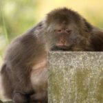 One_Armed_Monkey_Xing_Xing_and_Her_Lifelong_Bond_with_Buddhist_Caretakers_in_Zhejiang