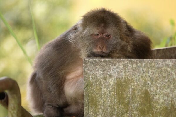 One-Armed Monkey Xing Xing and Her Lifelong Bond with Buddhist Caretakers in Zhejiang One_Armed_Monkey_Xing_Xing_and_Her_Lifelong_Bond_with_Buddhist_Caretakers_in_Zhejiang