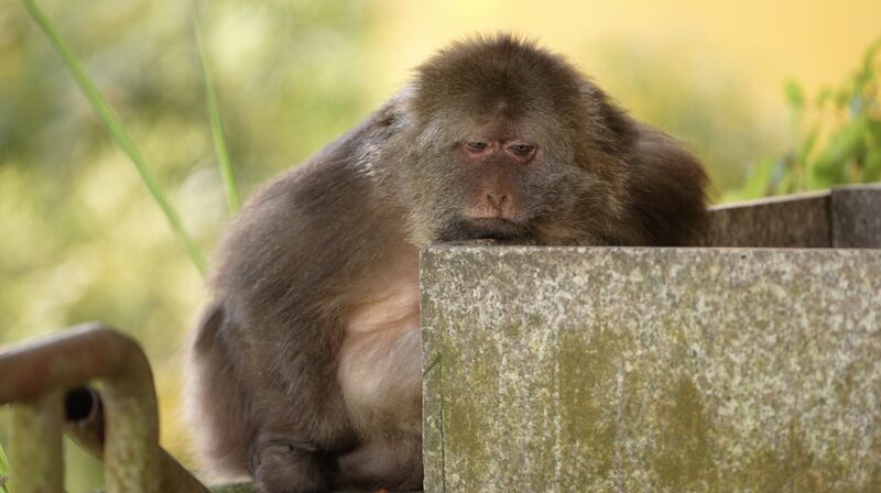 One_Armed_Monkey_Xing_Xing_and_Her_Lifelong_Bond_with_Buddhist_Caretakers_in_Zhejiang