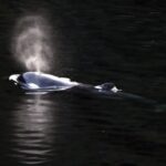 Orca Calf Escapes Canadian Lagoon After Month-Long Ordeal