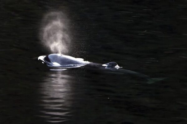 Orca Calf Escapes Canadian Lagoon After Month-Long Ordeal Orca Calf Escapes Canadian Lagoon After Month-Long Ordeal