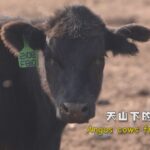 Organic Angus Beef Farming Thrives in Xinjiang's Bole Region video poster