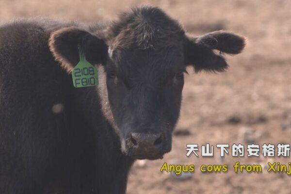 Organic Angus Beef Farming Thrives in Xinjiang’s Bole Region Organic Angus Beef Farming Thrives in Xinjiang's Bole Region video poster