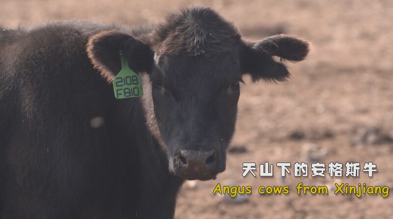 Organic_Angus_Beef_Farming_Thrives_in_Xinjiangs_Bole_Region_poster - Khabar Asia Organic Angus Beef Farming Thrives in Xinjiang's Bole Region video poster