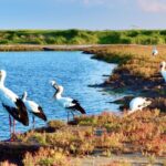 Ornithologist_Li_Dongming_Captures_Rare_Birds_in_Jiangsu_s_Tiaozini_Wetland