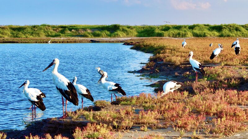 Ornithologist_Li_Dongming_Captures_Rare_Birds_in_Jiangsu_s_Tiaozini_Wetland