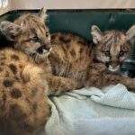 Orphaned Mountain Lion Cubs Rescued in California Highlight Global Conservation Efforts