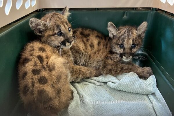 Orphaned Mountain Lion Cubs Rescued in California Highlight Global Conservation Efforts Orphaned Mountain Lion Cubs Rescued in California Highlight Global Conservation Efforts