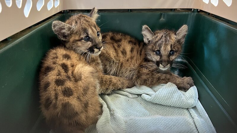 Orphaned_Mountain_Lion_Cubs_Rescued_in_California_Highlight_Global_Conservation_Efforts - Khabar Asia Orphaned Mountain Lion Cubs Rescued in California Highlight Global Conservation Efforts