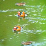 Over_100_Mandarin_Ducks_Find_Winter_Refuge_in_Guizhou_Reservoirs video poster