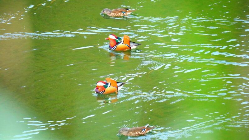 Over_100_Mandarin_Ducks_Find_Winter_Refuge_in_Guizhou_Reservoirs_poster - Khabar Asia Over_100_Mandarin_Ducks_Find_Winter_Refuge_in_Guizhou_Reservoirs video poster