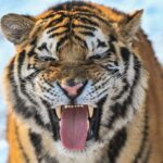 Over_100_Siberian_Tigers_Frolic_in_Snow_at_Shenyang_s_Guaipo_Park video poster