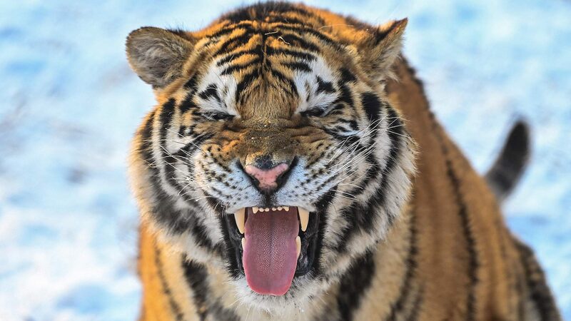 Over_100_Siberian_Tigers_Frolic_in_Snow_at_Shenyang_s_Guaipo_Park_poster - Khabar Asia Over_100_Siberian_Tigers_Frolic_in_Snow_at_Shenyang_s_Guaipo_Park video poster