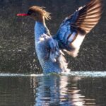 Over_200_Chinese_Mergansers_Spotted_in_Yichang_Section_of_Yangtze_River
