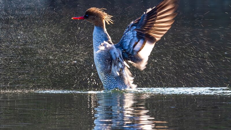 Over_200_Chinese_Mergansers_Spotted_in_Yichang_Section_of_Yangtze_River