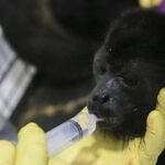 Over 200 Threatened Howler Monkeys Die Amid Mexico's Severe Heat Wave