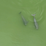 Over 20 Yangtze Finless Porpoises Spotted in Yueyang City video poster