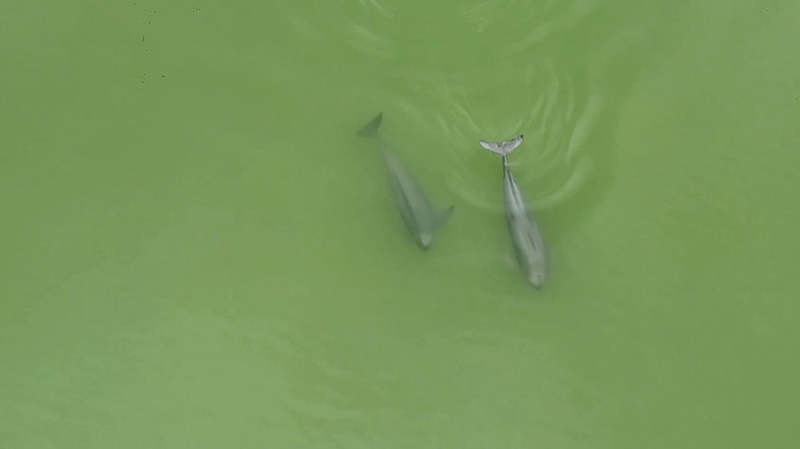 Over_20_Yangtze_Finless_Porpoises_Spotted_in_Yueyang_City_poster - Khabar Asia Over 20 Yangtze Finless Porpoises Spotted in Yueyang City video poster