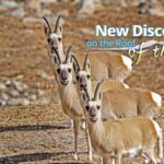 Over_3_000_New_Species_Discovered_in_Qinghai_Xizang_Plateau_Expedition