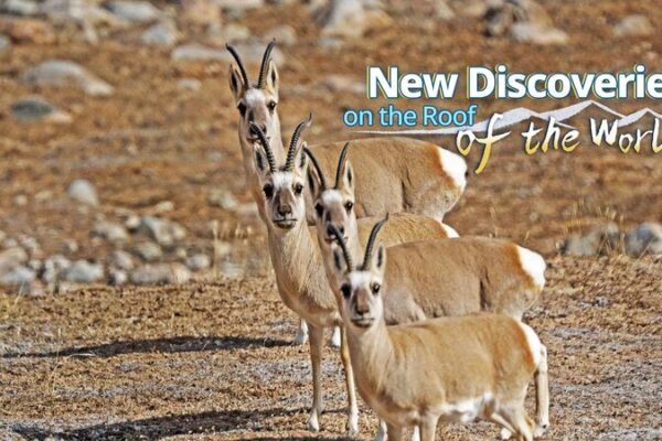 Over_3_000_New_Species_Discovered_in_Qinghai_Xizang_Plateau_Expedition