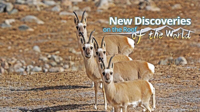 Over_3_000_New_Species_Discovered_in_Qinghai_Xizang_Plateau_Expedition - Khabar Asia Over_3_000_New_Species_Discovered_in_Qinghai_Xizang_Plateau_Expedition