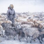 Over 600,000 Livestock Perish in Mongolia's Harsh Dzud Winter